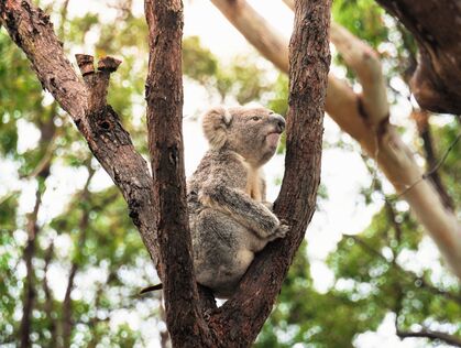 Koala på koala-sjukhus i Australien