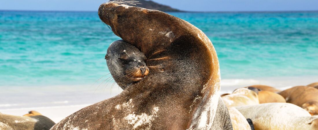 Galapagosöarna & Ecuador
