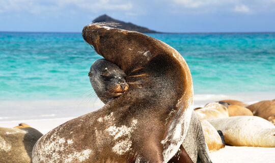 Galapagosöarna & Ecuador