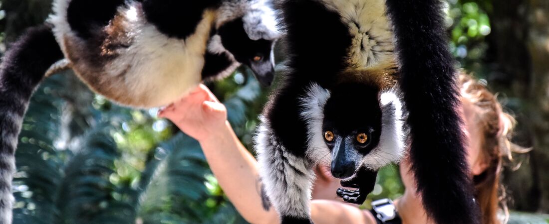 Madagaskar, Botswana och Victoriafallen