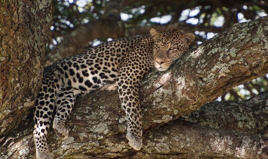 Tanzania Safari, Zanzibar & Fängelseön