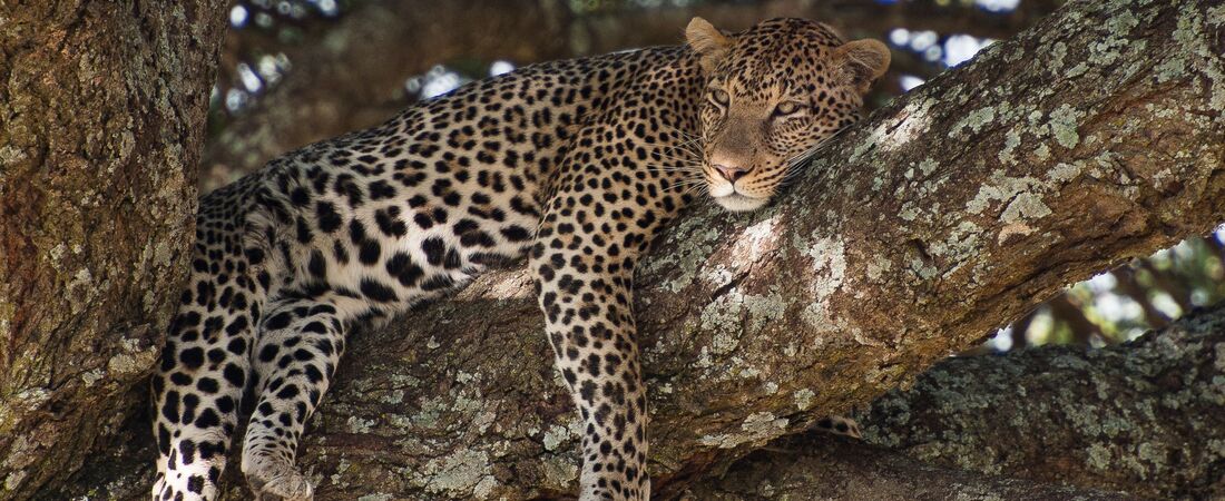 Tanzania Safari, Zanzibar & Fängelseön
