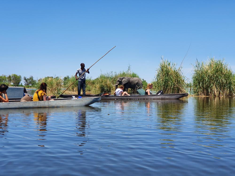 Safari i Okavango-deltat