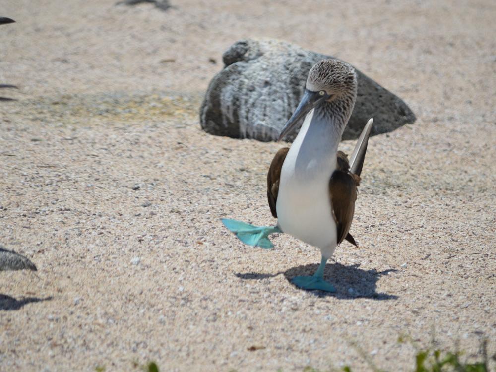 blåfodede suler på Galapagos