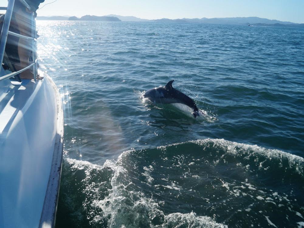 Kom tæt på delfiner i New Zealand