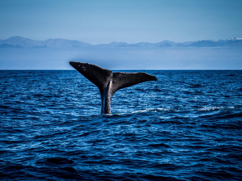 Spot hvaler i New Zealand