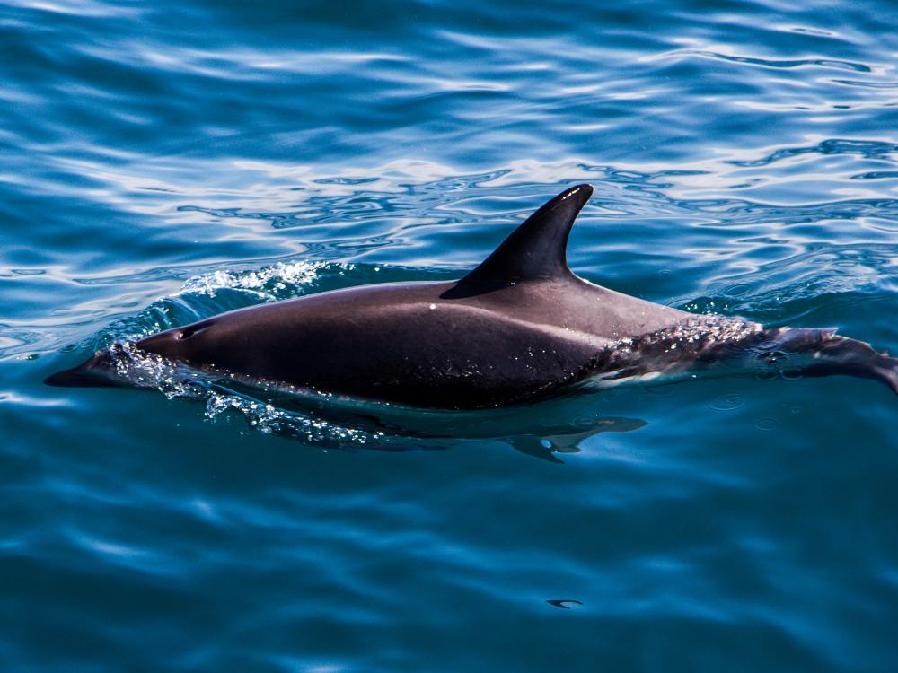 Delfiner New Zealand