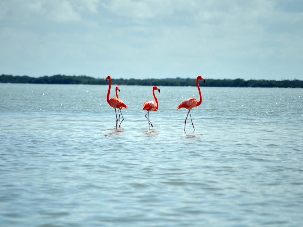 Flamingos i Rio Lagartos 