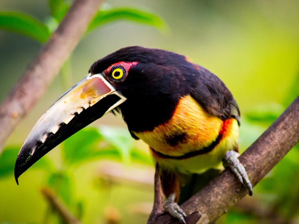 Vilda djur i Costa Rica