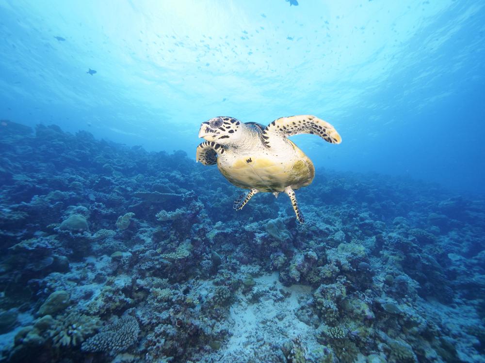 Koralrev og havskildpadder