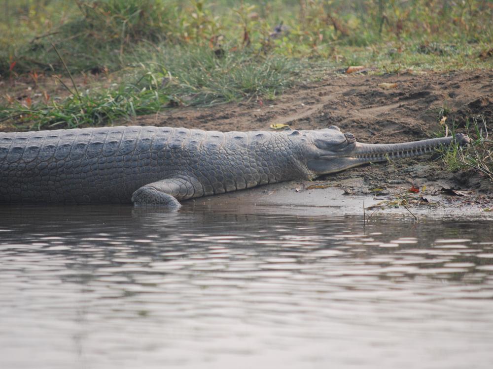 Krokodil i Chitwan
