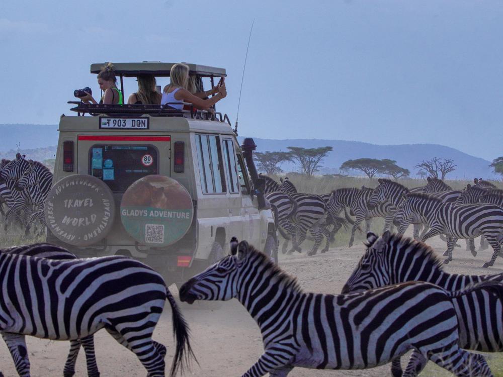  Vilda safariupplevelser