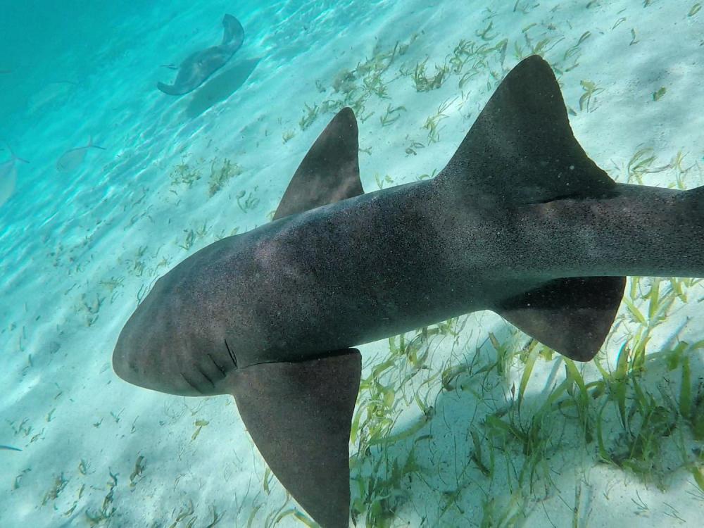 Snorkling i Belize