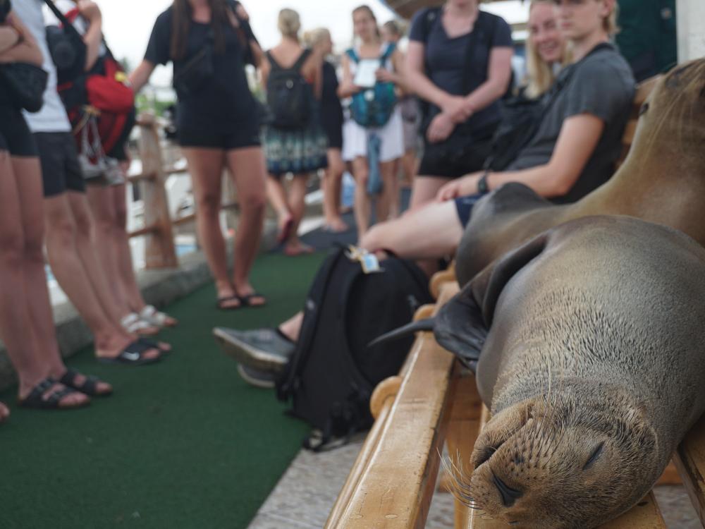 På nära håll med sjölejonen