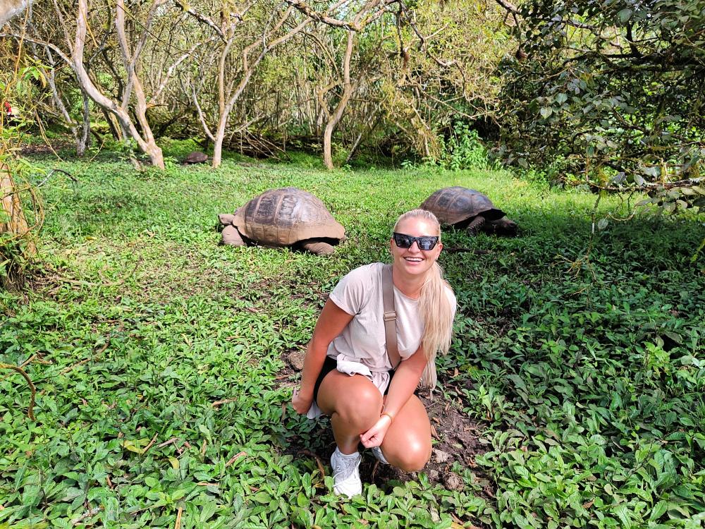 Jättesköldpaddor på Galapagosöarna