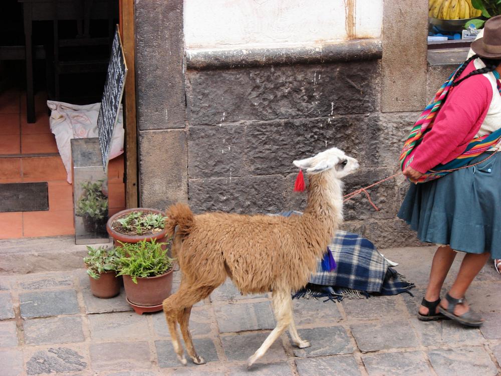 I Peru går du med din alpacka