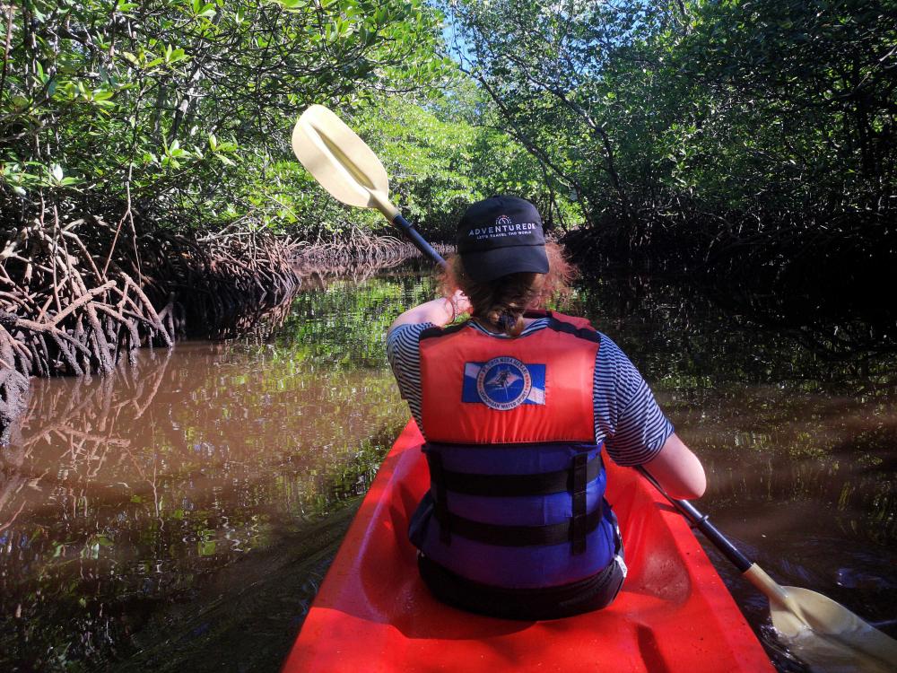 Kajakpaddling i mangroveskog