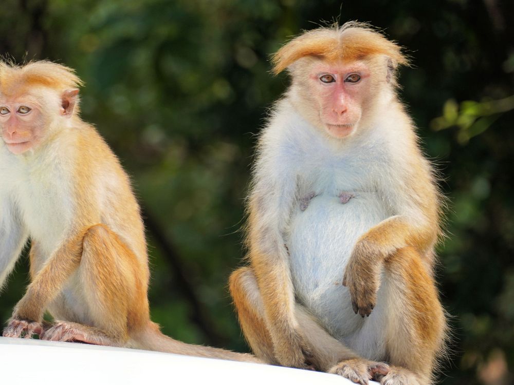 Frække aber på Sigiriya
