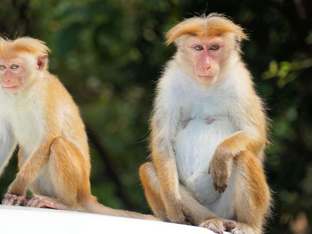 Fräcka apor vid Sigiriya