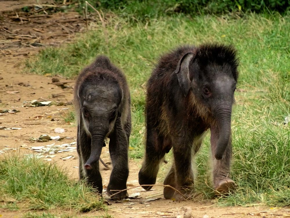 Elephant Transit Home 