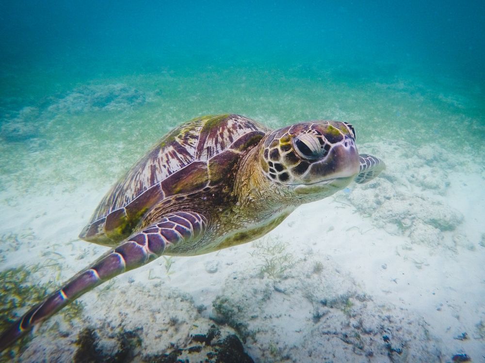 Snorkling vid Port Barton