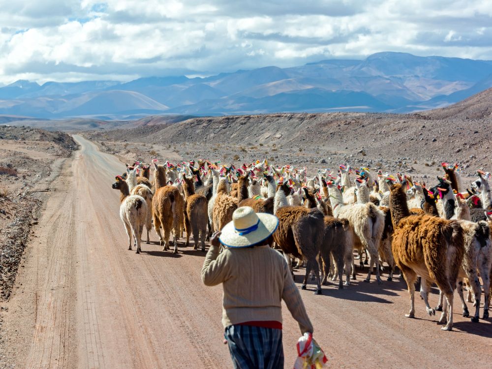 Lamor på väg i Bolivia