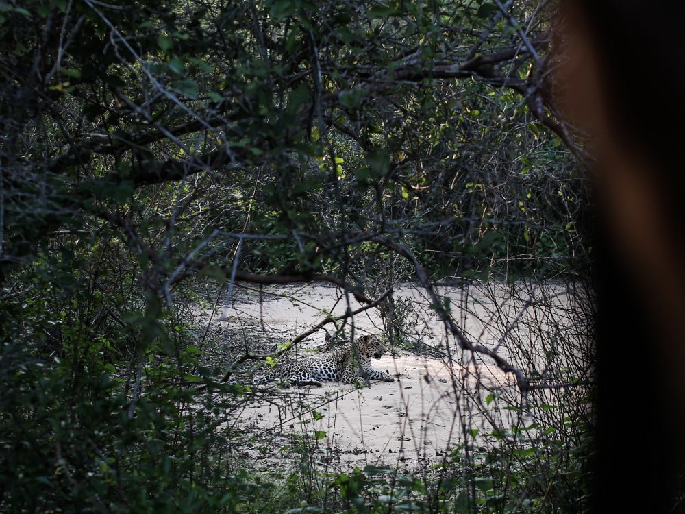 Leopard i Wilpattu