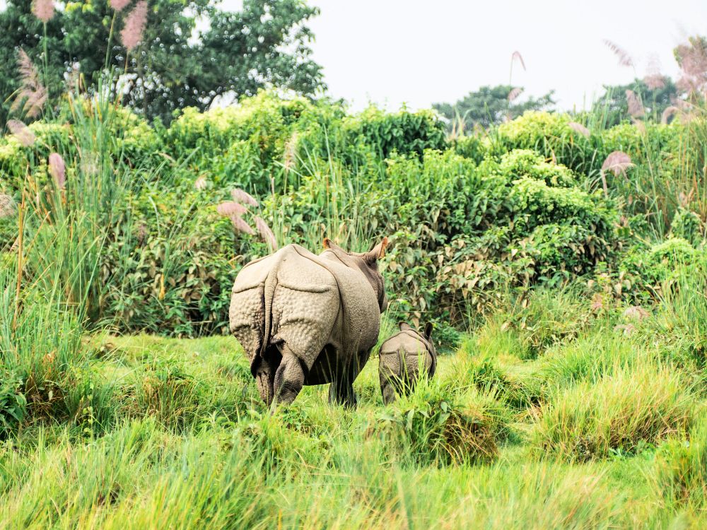 Noshörningar i Chitwan