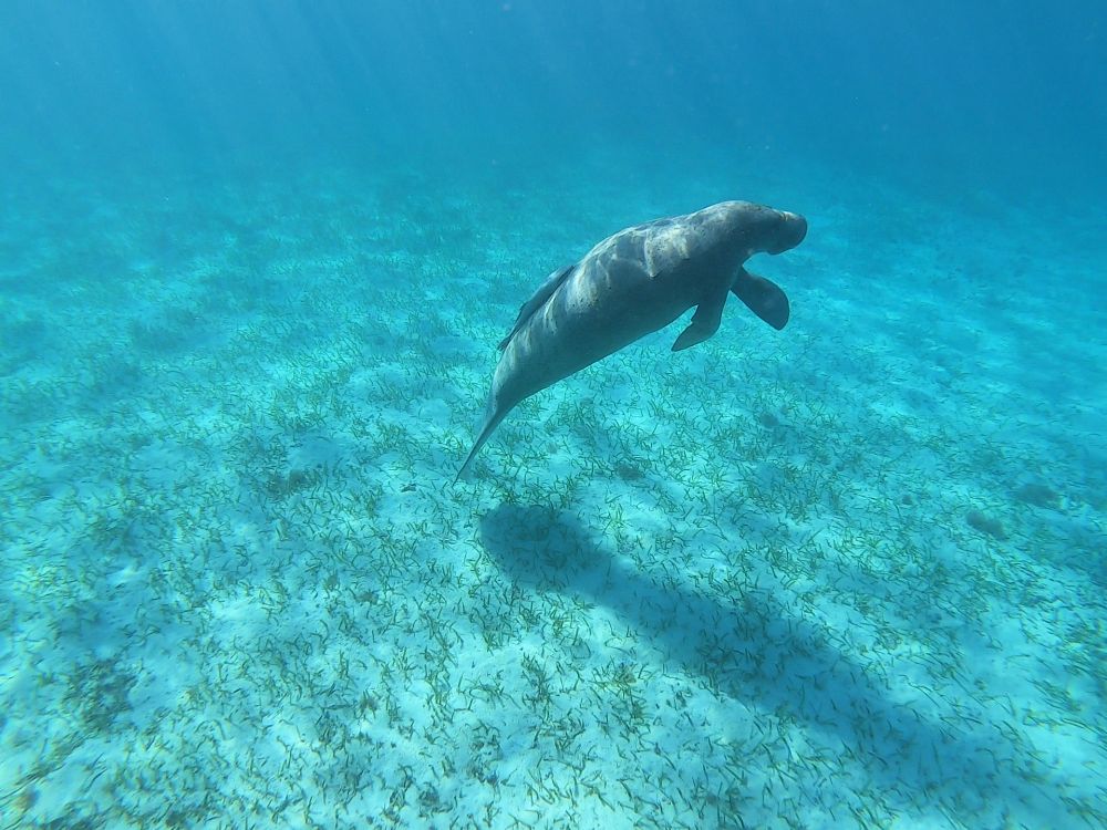 Snorkling Hol Chan Marine Reserve