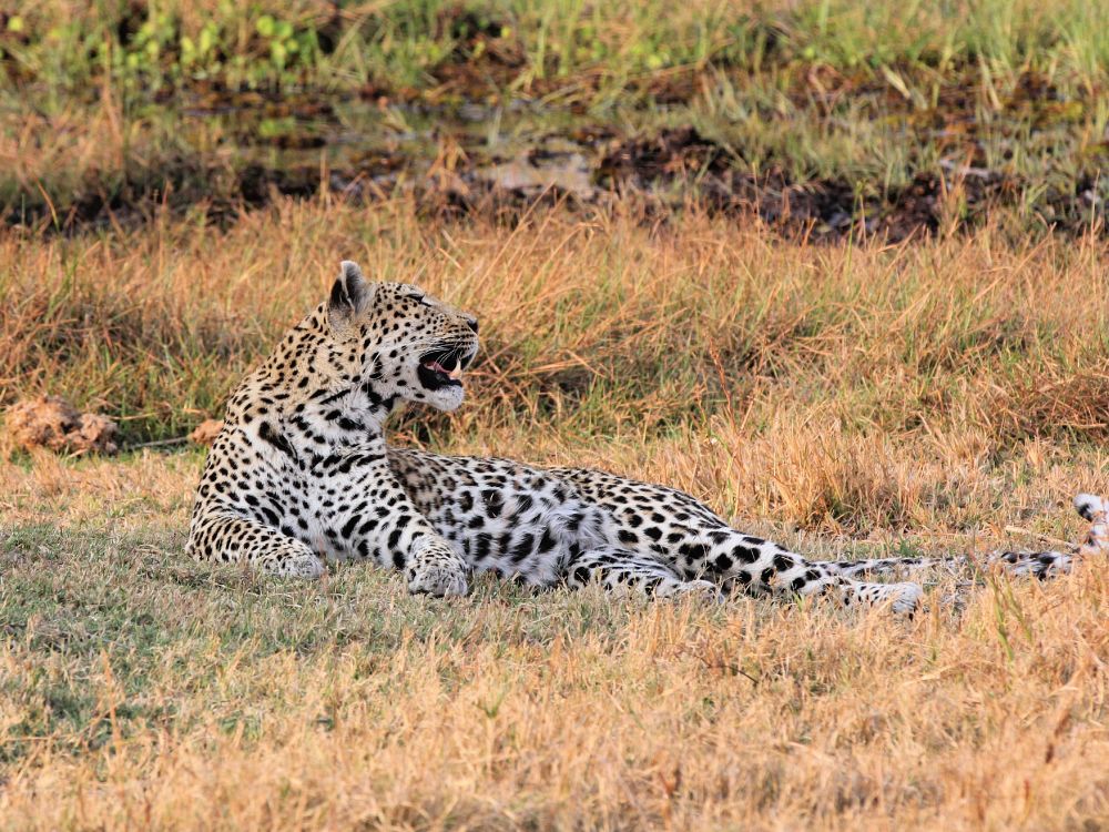 Leopard i Botswana