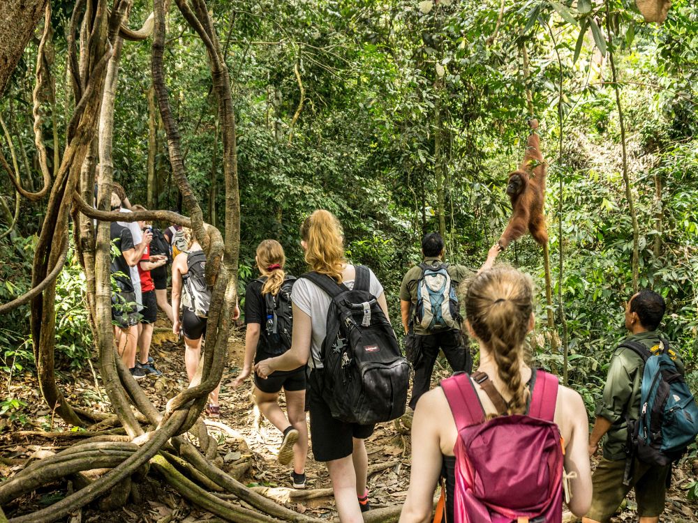 Djungelvandring med orangutanger