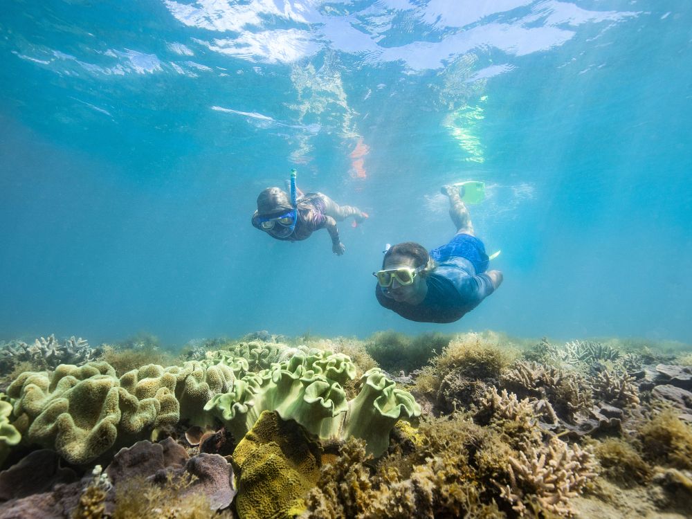 Snorkla vid Whitsunday Islands