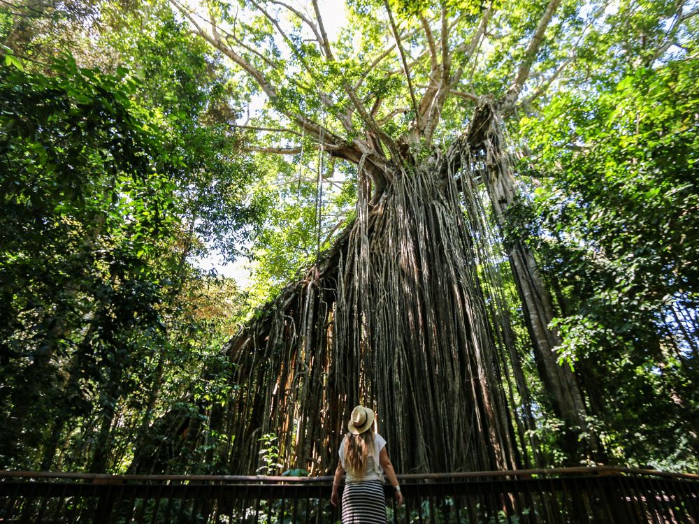 Tropiska Atherton Tablelands