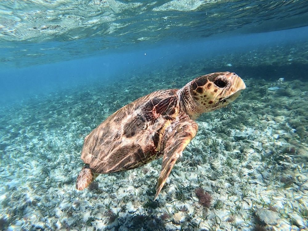 Snorkling i Belize