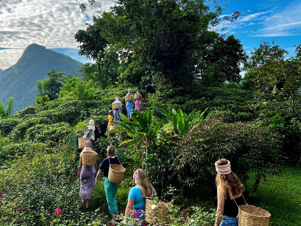 Besök teplantage i Sri Lanka