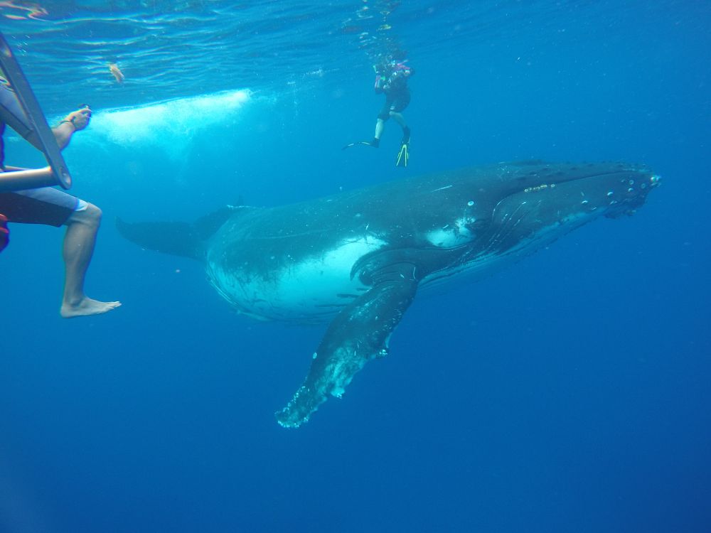 Snorkling med knölvalar
