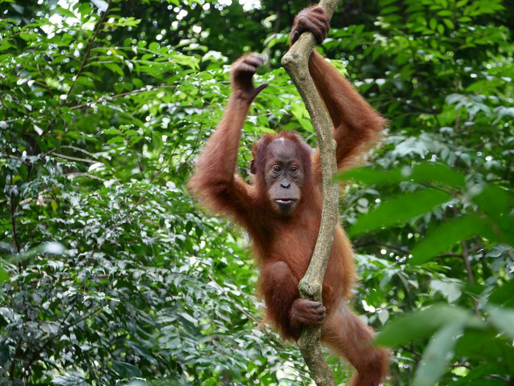 Orangutang i djungeln