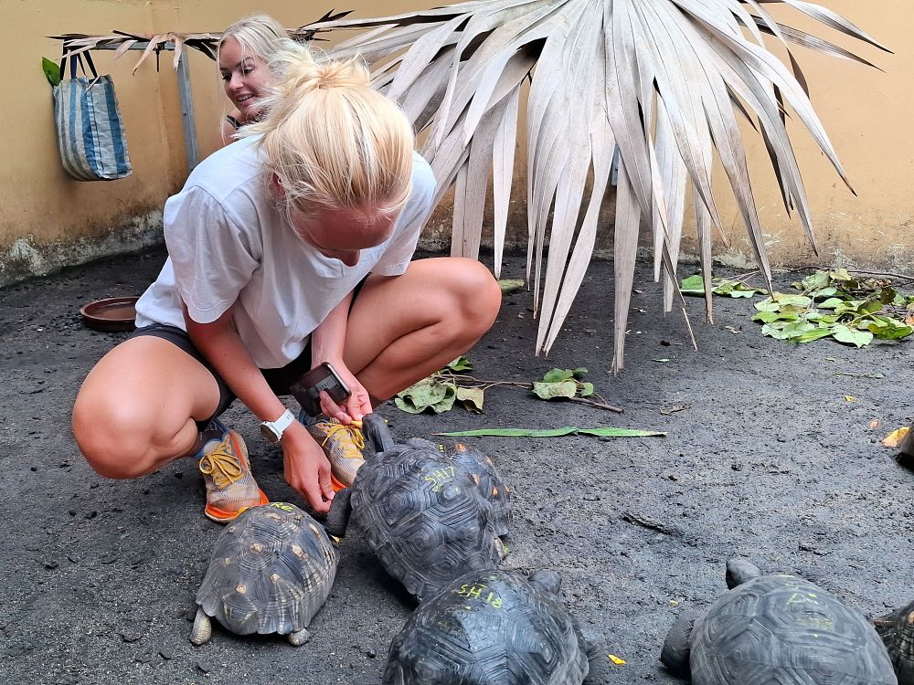 Upplev djurlivet på Île aux Aigrettes