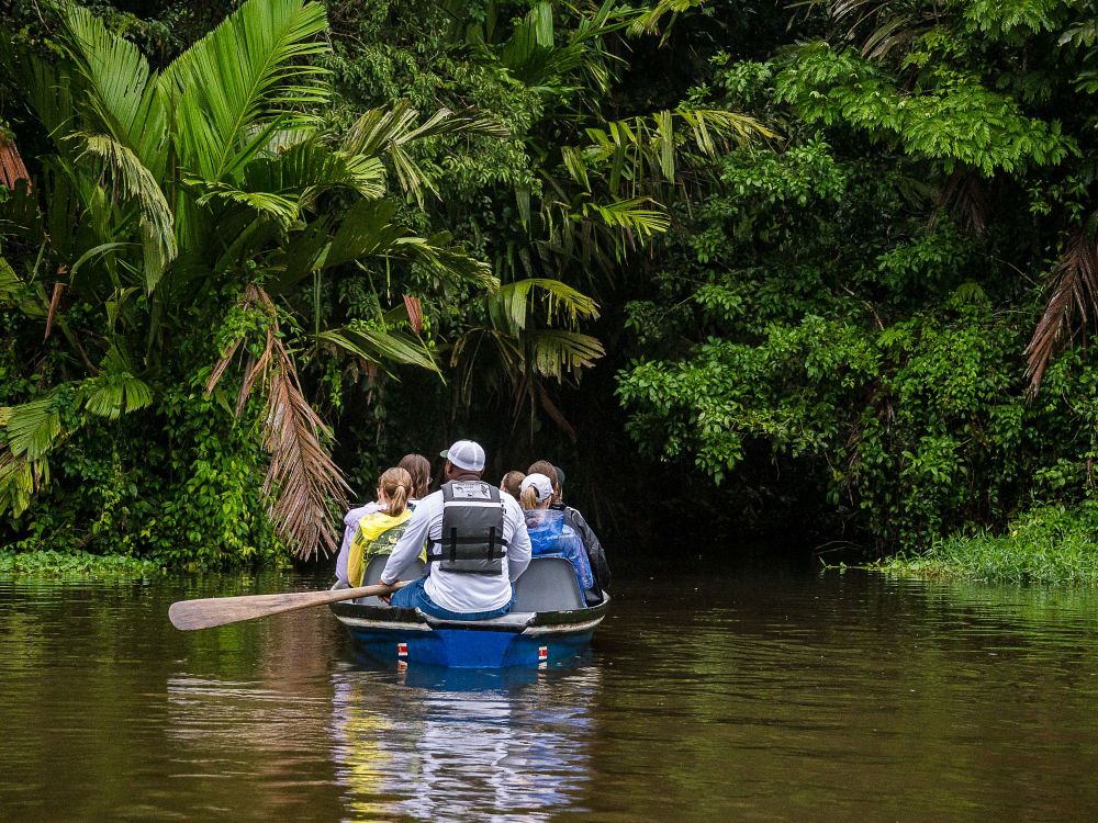 Upplev djurlivet i Tortugueros frodiga djungel