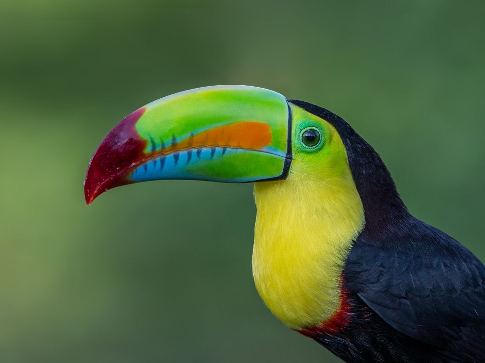 Apor och färgglada fåglar