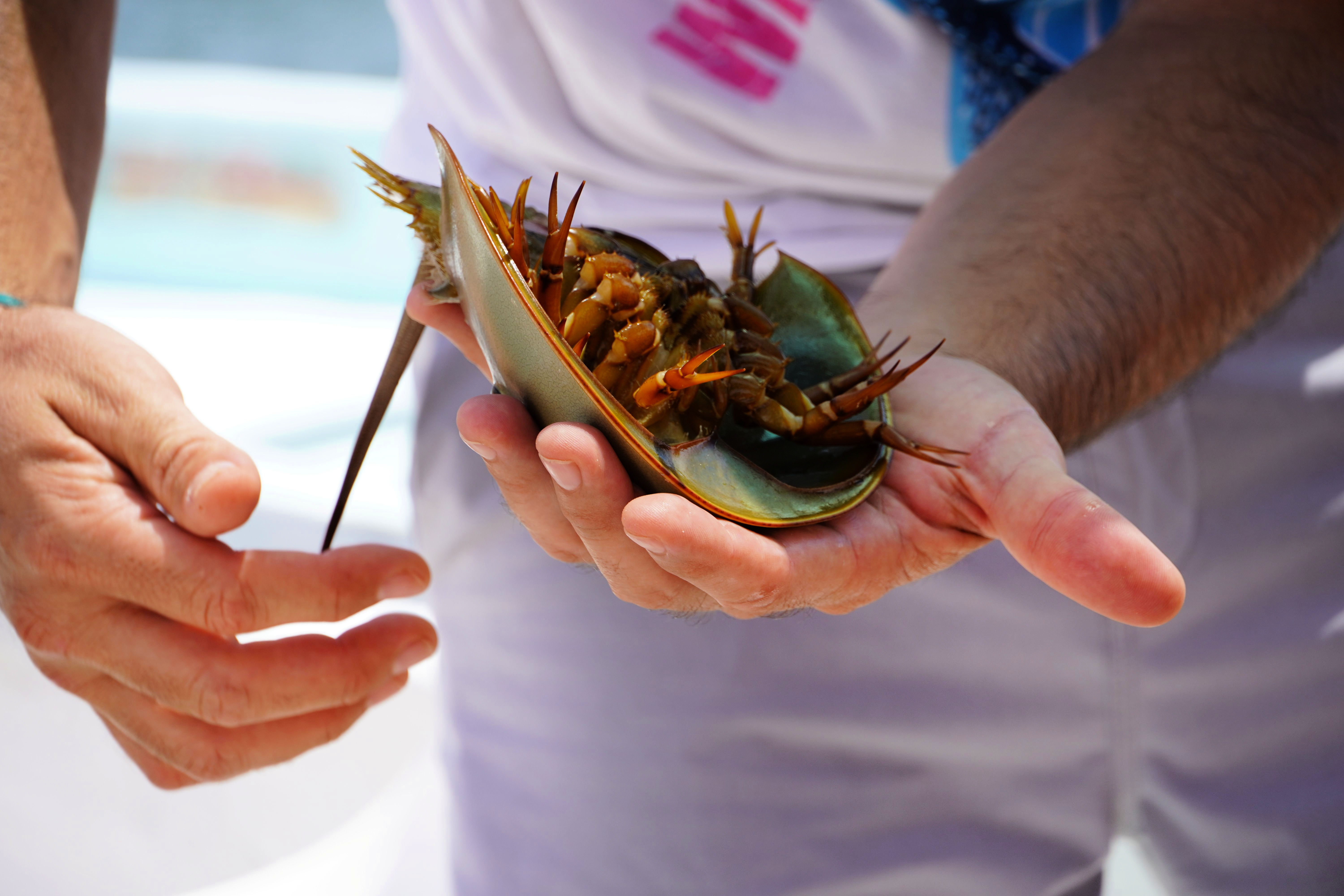 Upplev det vilda djurlivet i Rio Lagartos