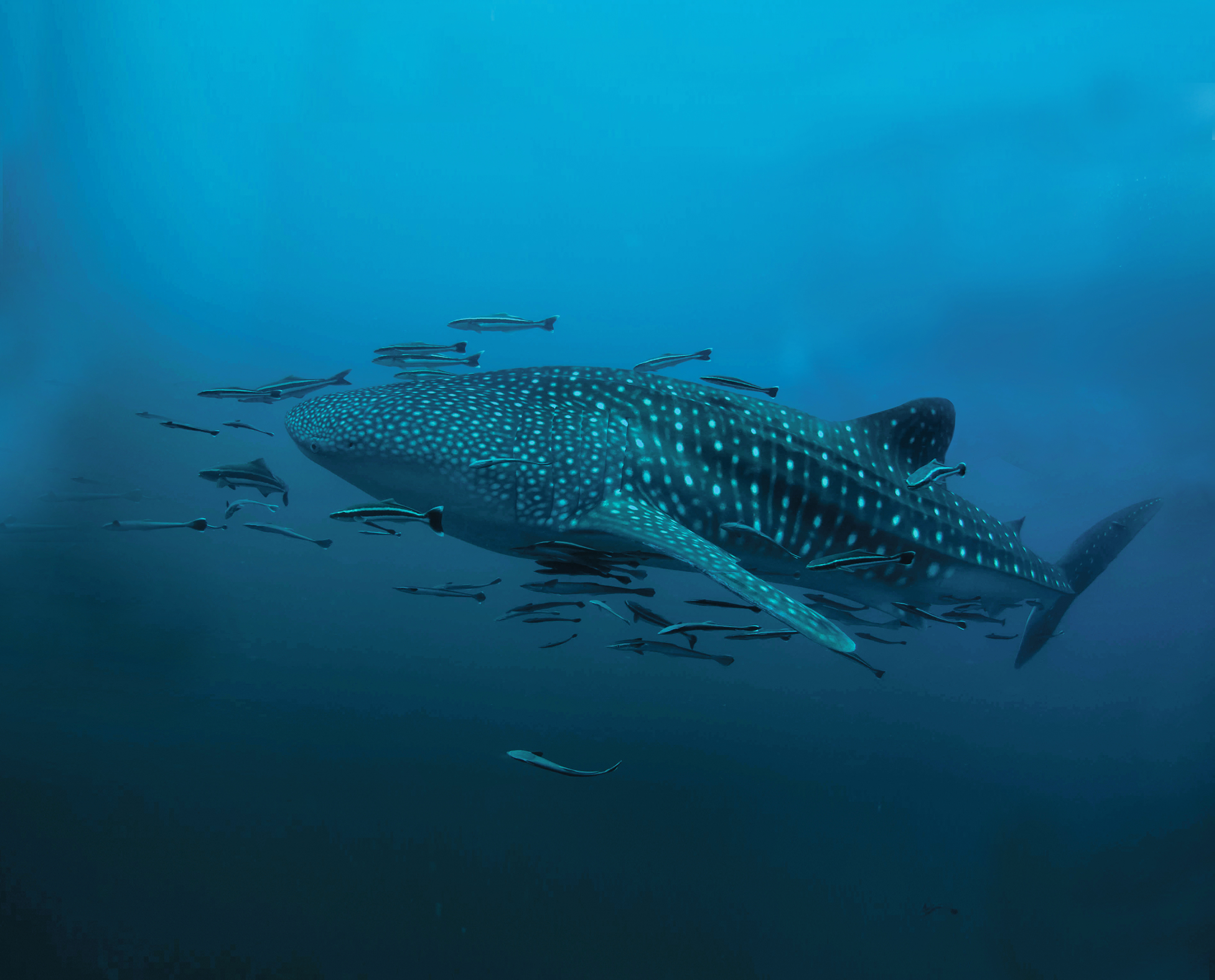 Simma sida vid sida med världens största fisk