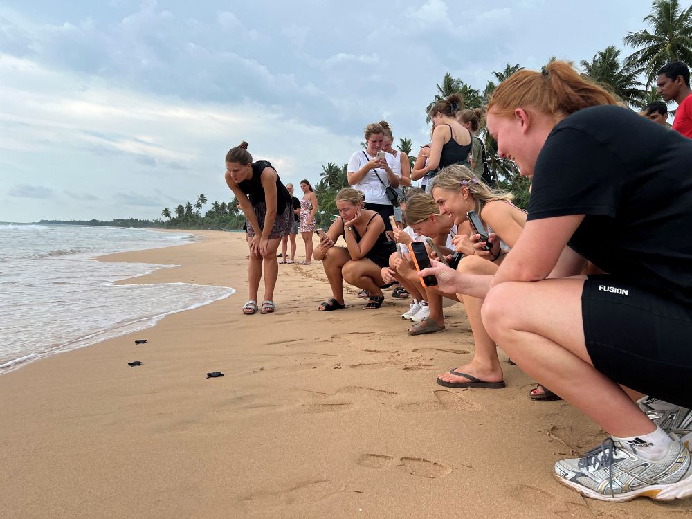 Babyhavssköldpaddor på väg mot havet