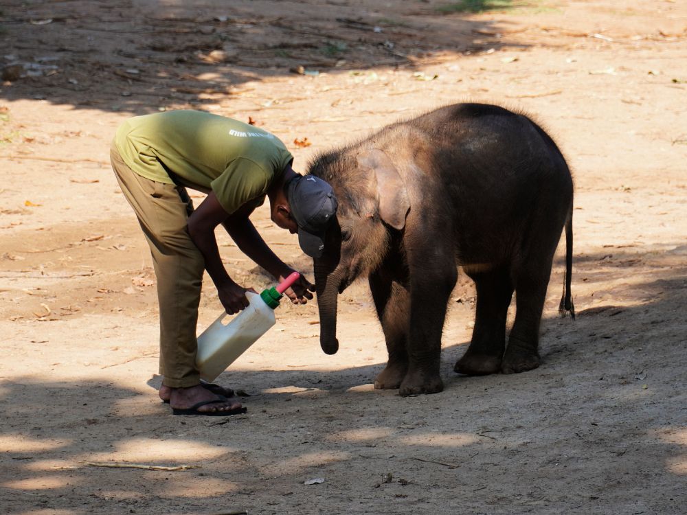 Besök elefantungarna på Elephant Transit Home