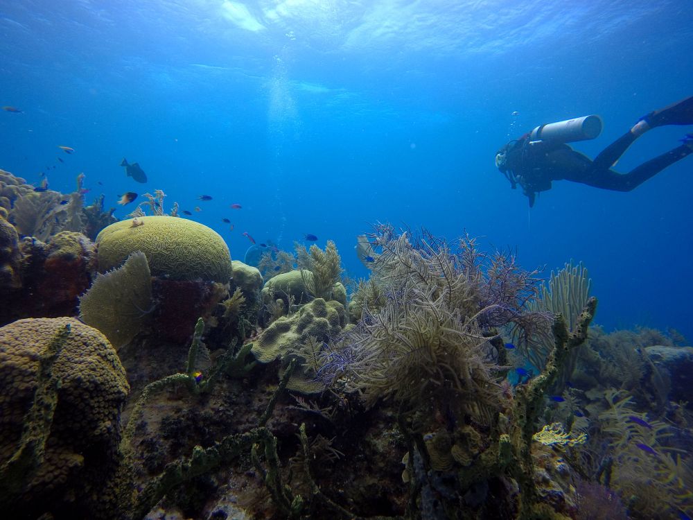 Dykning i världsklass på Bunaken