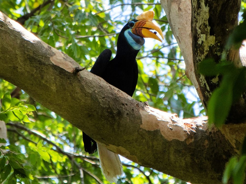 Spana in näshornsfåglar i Tangkoko