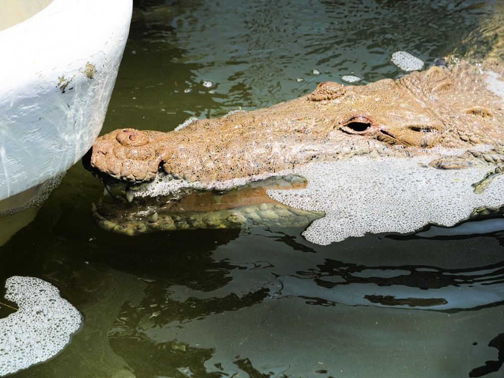 Spana efter krokodiler vid Rio Lagartos