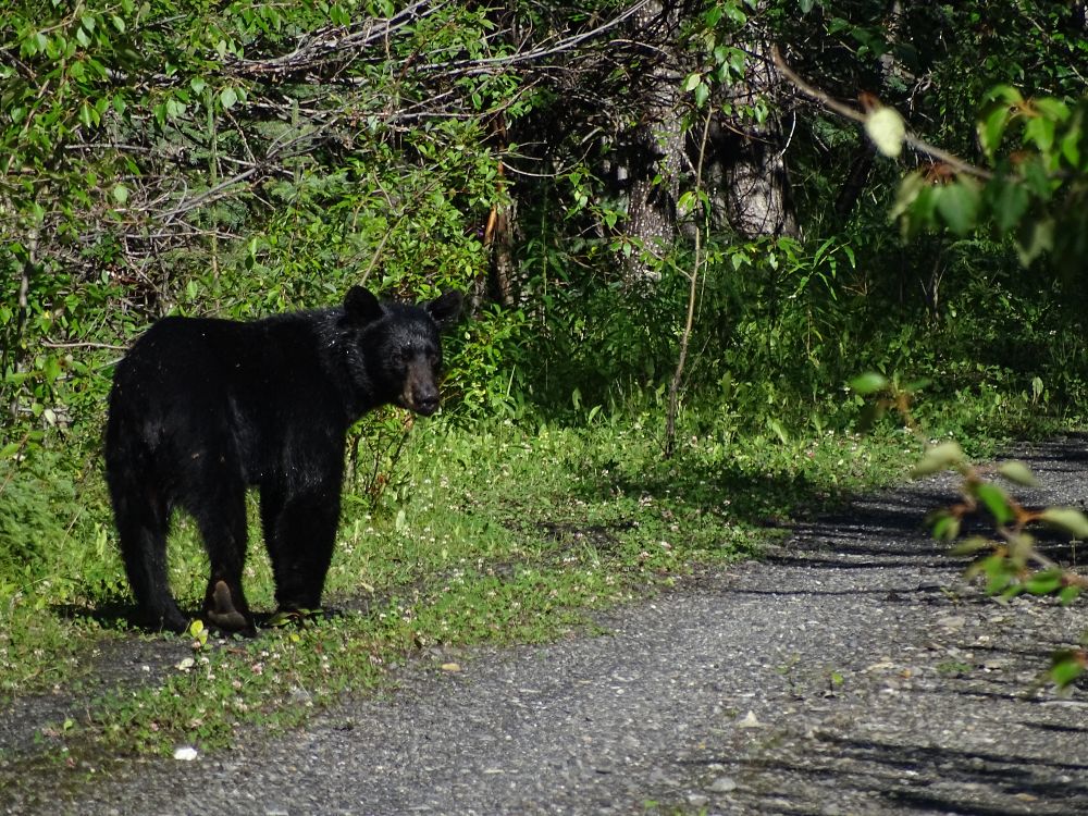 Kanske har du turen att få syn på en björn
